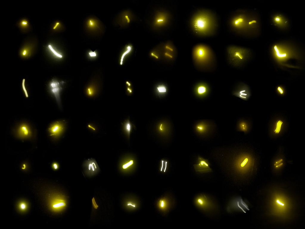 Project: Firefly - alexelmestad for Firefly Insect In Jar
67qdu Project: Firefly - alexelmestad for Firefly Insect In Jar
67qdu